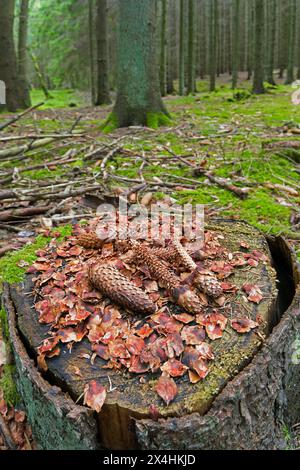 Écailles dépouillées et cônes partiellement mangés d'épinette de Norvège / épinette européenne sur souche d'arbre, restes d'écureuil roux mangeant des graines dans la forêt de conifères Banque D'Images