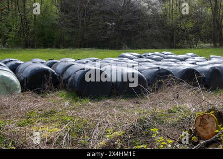 Balles de foin enveloppées dans une feuille de plastique noire Banque D'Images