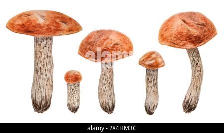 Champignons sauvages comestibles avec chapeau rouge. Illustrations réalistes botaniques dessinées à la main à l'aquarelle. Clip de boletus forestier Ensemble de peintures pour tissu Banque D'Images