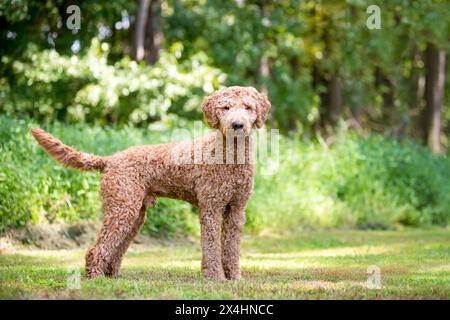 Chien de race mixte Golden Retriever x Canodle, également connu sous le nom de Goldendoodle, debout à l'extérieur Banque D'Images