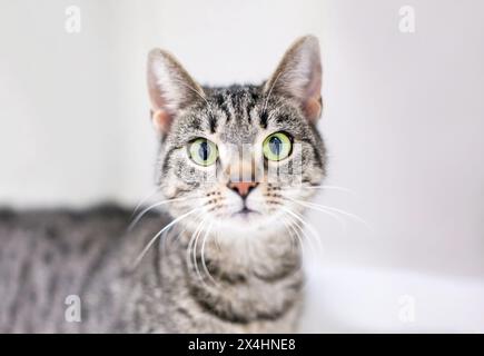 Un chat tabby shorthair avec pupilles dilatées et une expression surprise Banque D'Images