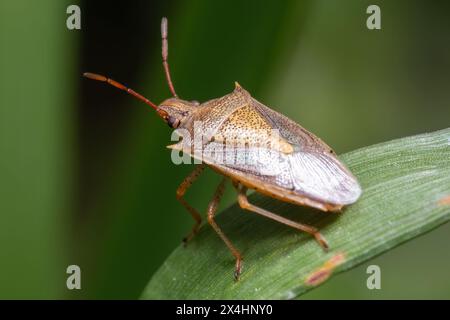 Gros plan sur une insecte puante du riz (Oebalus pugnax), un ravageur commun des cultures céréalières. Raleigh, Caroline du Nord. Banque D'Images