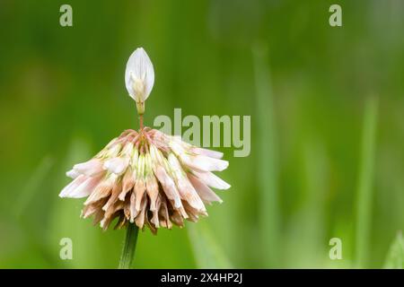 Montez au-dessus. Un affichage unique d'une fleur de trèfle blanc ordinaire. Beaucoup de place pour le texte. Raleigh, Caroline du Nord. Banque D'Images