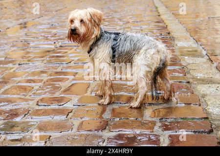 Chien mouillé debout sur la rue pavée le jour froid et pluvieux. Animal solitaire attendant son propriétaire. Banque D'Images