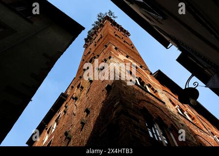 Vue en bas angle d'une ancienne tour de briques avec des arbres poussant au sommet, encadrée par les bâtiments environnants sous un ciel bleu clair. Banque D'Images