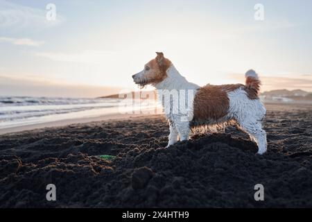 Un Jack Russell Terrier mouillé se tient en alerte sur une plage de sable, silhouette contre le soleil couchant et les douces vagues de l'océan Banque D'Images