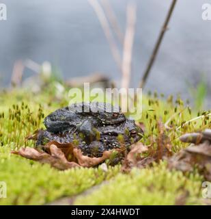 Deux crapauds communs d'accouplement (Bufo Bufo), mâle, femelle animal, presque noir paire en amplexus sur mousse avec des supports de fruits sur de longues tiges, fraie l'eau Banque D'Images