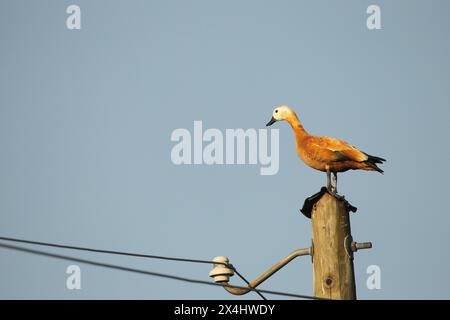 Animal femelle roux (Tadorna ferruginea) reposant sur un poteau électrique, Allgaeu, Bavière, Allemagne Banque D'Images