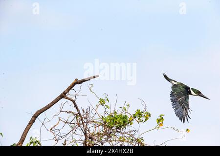 Kingfisher vert (Chloroceryle americana) Pantanal Brésil Banque D'Images