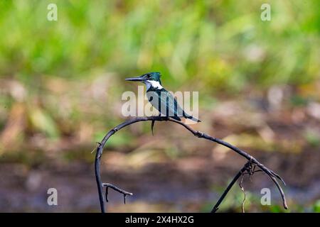 Kingfisher vert (Chloroceryle americana) Pantanal Brésil Banque D'Images