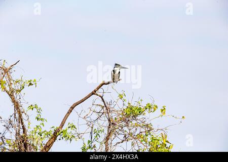 Kingfisher vert (Chloroceryle americana) Pantanal Brésil Banque D'Images