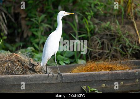 Aigrette de bétail (Bubulcus ibis) assis sur un bateau, backwaters, Kumarakom, Kerala, Inde Banque D'Images