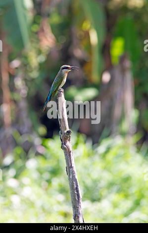 Mangeur d'abeilles à queue bleue (Merops philippinus) assis sur un poteau, backwaters, Kumarakom, Kerala, Inde Banque D'Images