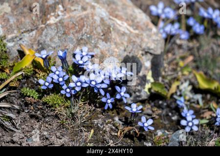 Délicates fleurs sauvages bleues poussent au pied d'un rocher, Kirghizistan Banque D'Images