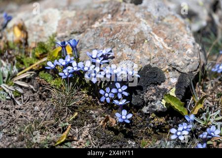 Délicates fleurs sauvages bleues poussent au pied d'un rocher, Kirghizistan Banque D'Images