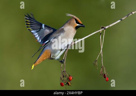 Épilation de Bohême (Bombycilla garrulus) se nourrissant de petits fruits rouges, parc national de la Mauricie, province de Québec, Canada, Banque D'Images