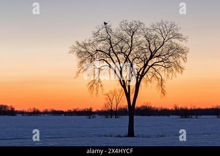 Chouette des neiges (bubo scandiacus), femelle perchée haut sur un arbre au coucher du soleil, province de Québec, Canada, Banque D'Images