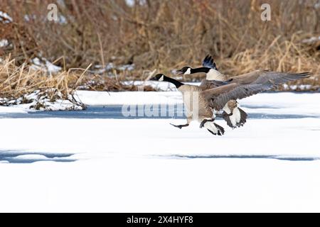 Bernaches du Canada (branta canadensis), débarquant en couple sur un marais gelé, réserve de biosphère du lac Saint-Pierre. Province de Québec. Canada, Banque D'Images