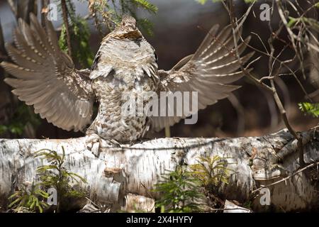 Tétras (Bonasa umbellus), percussions mâles pour chasser d'autres mâles et attirer des femelles, parc national de la Mauricie, Province de Québec, Canada, Banque D'Images