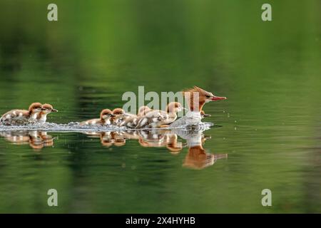 Mergansers (mergus merganer), femelle nageant et portant des bébés sur le dos, parc national de la Mauricie, province de Québec, Canada, Banque D'Images