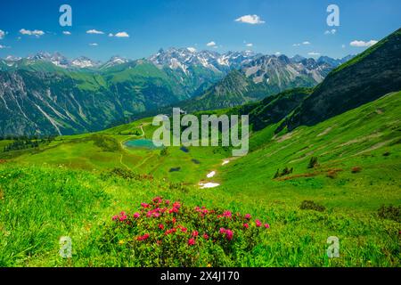 Fleurs de rose alpine, panorama de Fellhorn sur Schlappoldsee et la station de montagne Fellhornbahn jusqu'à la crête principale centrale des Alpes d'Allgaeu Banque D'Images