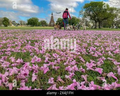 Dog sitter avec de nombreux chiens dans un parc, scène typique à Buenos Aires, Argentine Banque D'Images