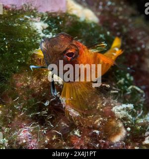 Gros plan du blenny jaune (Tripterygion delaisi) couché sur des algues, mer Méditerranée Banque D'Images