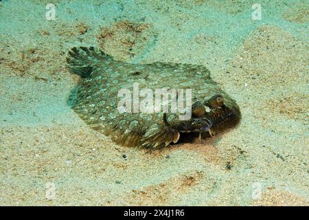 Plet aux yeux larges (Bothus podas) la famille des poissons plats (Pleuronectiformes) se trouve sur des fonds marins sablonneux, mer Méditerranée Banque D'Images