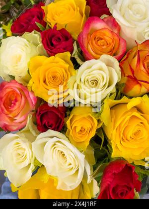 Bouquet coloré de roses dans l'affichage de vente avec des roses de couleur jaune blanc rouge violet orange rose, international Banque D'Images