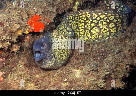 Petit spécimen de Moray méditerranéenne (Muraena helena) anguille de Moray nageant dans une petite grotte vers le spectateur menaçant avec la bouche ouverte, mer Méditerranée Banque D'Images