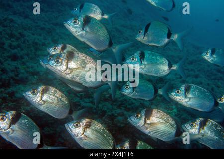 Groupe de dorade commune à deux bandes (Diplodus vulgaris) en pleine mer sauvage, poisson de nourriture, mer Méditerranée Banque D'Images