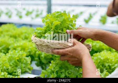 Les jeunes femmes récoltent des légumes biologiques issus de la culture hydroponique pour cultiver des légumes sains. Croissance avec un système hydroponique, résultant en org Banque D'Images