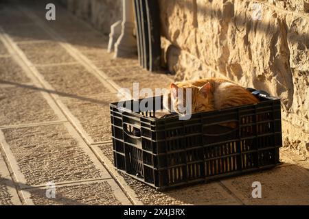 Un chat errant au gingembre tabby dose dans une caisse en plastique, se prélassant dans le soleil de l'après-midi sur une rue pavée de pierres bordée de murs de pierre. Banque D'Images