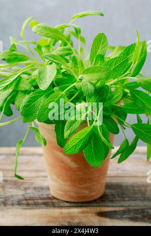 Salvia officinalis en pot céramique. Épices saines Banque D'Images