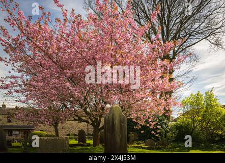 Une image HDR printanière de la cerise en fleurs, Prunus, dans le cimetière de l'église congrégationnelle de Grassington, Yorkshire, Angleterre. 30 avril 2024 Banque D'Images