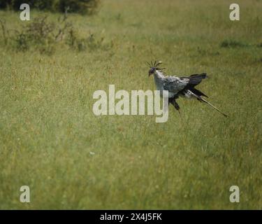 Oiseau secrétaire se promenant dans la prairie du Masai Mara Banque D'Images