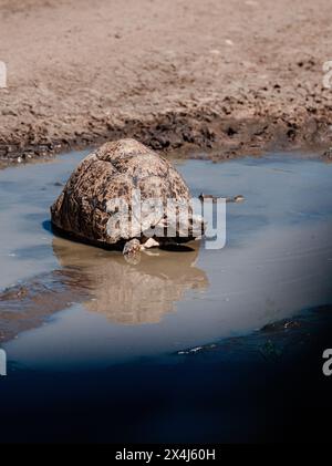 La tortue léopard traverse le Masai Mara vert Banque D'Images