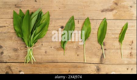 Bouquet de feuilles d'ail sauvages liées avec de la ficelle sur une surface en bois, feuilles individuelles affichées à côté Banque D'Images