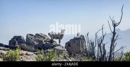 Pâturage de chèvres sur le chemin de Jebel Shams, Oman Banque D'Images