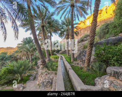 Trekking à travers le falaj (aflaj : les anciens canaux d'irrigation omanais), Misfat Al Abriyeen, Oman Banque D'Images