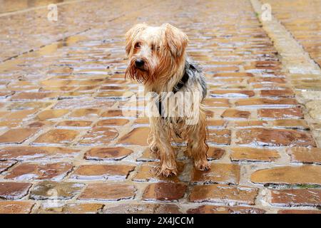 Chien mouillé debout sur la rue pavée le jour froid et pluvieux. Animal solitaire attendant son propriétaire. Banque D'Images