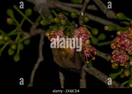 Arbre à fleurs pollinisant les chauves-souris jamaïcaines Banque D'Images