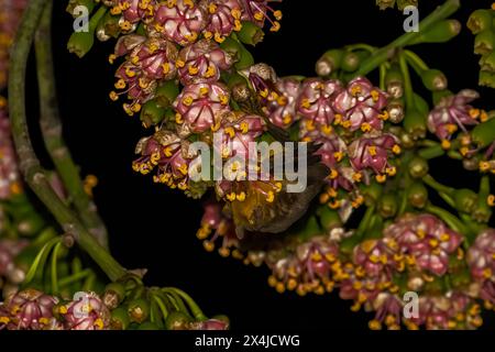 Arbre à fleurs pollinisant les chauves-souris jamaïcaines Banque D'Images