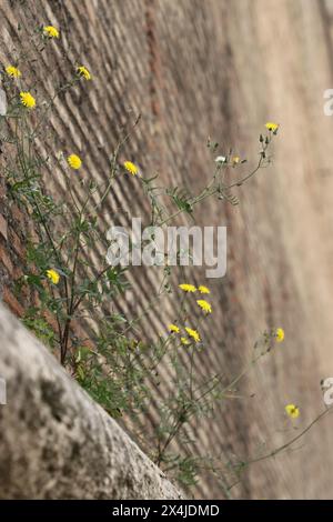 Fleur dans un mur près du Vatican Banque D'Images