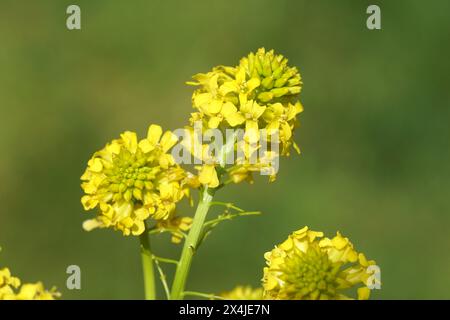 Gros plan sur les fleurs jaunes de Wintercress (Barbarea vulgaris), famille des Brassicaceae. Printemps, mai, pays-Bas Banque D'Images