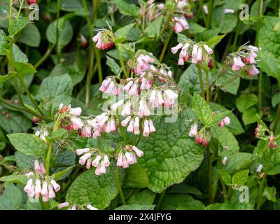 Fleurs et feuilles de consoude commune Symphytum officinale Banque D'Images