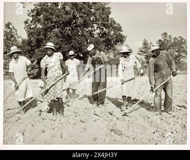 Famille afro-américaine coupant du coton dans un champ loué près de White Plains, comté de Greene, Géorgie, juin 1941. Photographie historique vintage de la collection de l'administration de la sécurité du gouvernement des États-Unis des années 1940 Crédit photo : Jack Delano. Banque D'Images