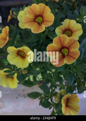 Pétunia jaune dans un vase vu de près Banque D'Images