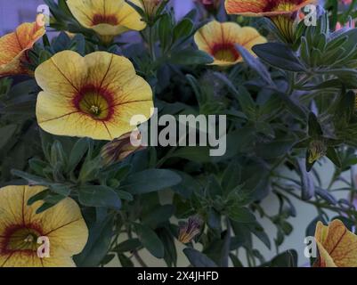 Pétunia jaune dans un vase vu de près Banque D'Images