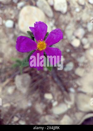 Fleur de rocher blanche, nom scientifique Cistus albidus. Prise de vue verticale avec lumière naturelle. Banque D'Images